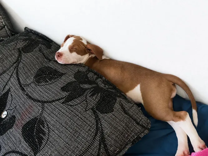 Pitbull fêmea 