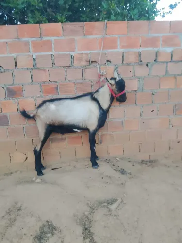 Bode inseminado leiteiro
