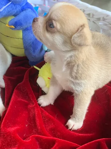 Chihuahua 