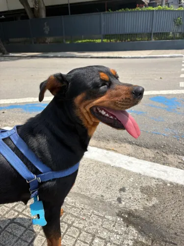Cachorra Rottweiler para Adoção