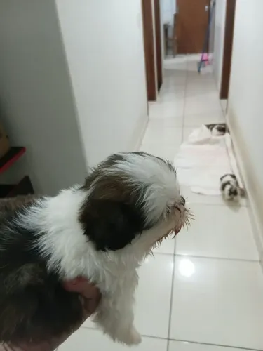 Filhote de shih-tzu macho disponível