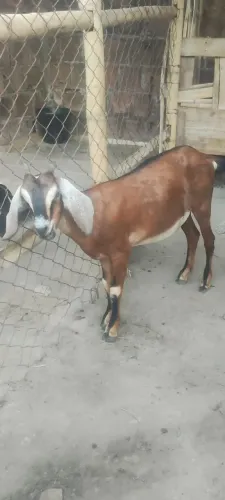 Cabra Anglo nubiana pura 
