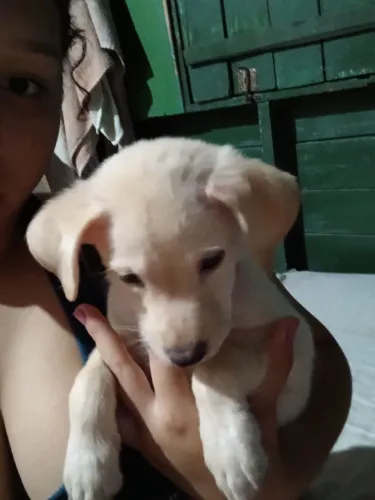 filhote de poodle com vira lata