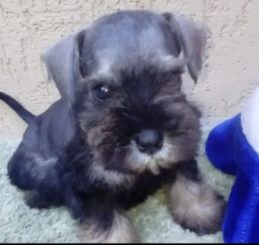 Schnauzer Miniatura Filhote - Fêmea Cor Sal e Pimenta