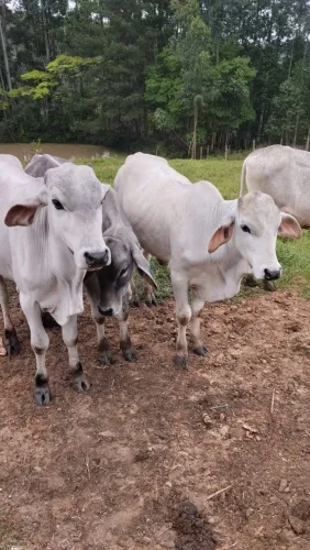 VENDO 4 GARROTES - R$ 3.500 CADA