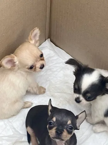 Chihuahua fofo demais 