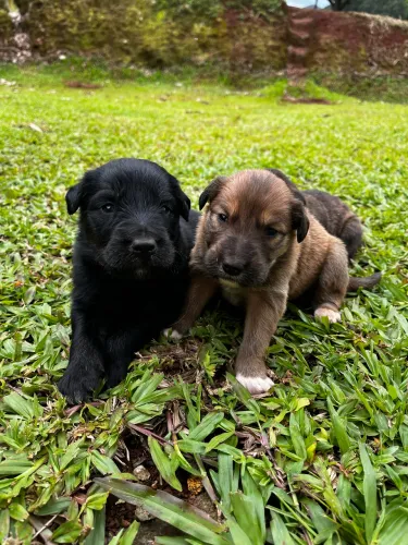 Filhotes de Golden Retriever x Border Collie disponíveis