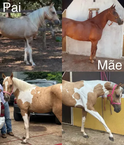 Potra Paint Horse PO