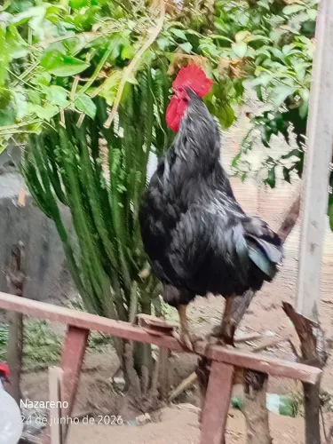 VENDA DE OVOS FÉRTEIS DE GIGANTE NEGRO DE JERSEY