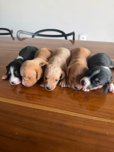 FILHOTE CACHORRO SALSICHA