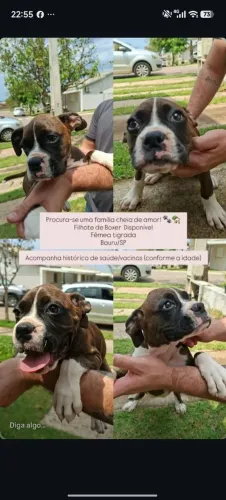Filhote Boxer Doação