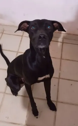 Procura-se uma família compatível para esse cachorro