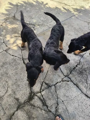 Filhote de rottweiler 