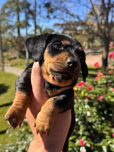 Dachshund