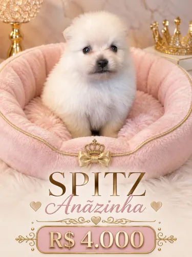 Lulu da Pomerania fêmea 