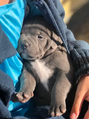 American Bully | Macho Blue