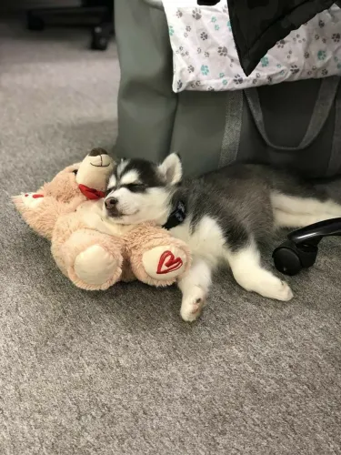 Filhote de Husky Siberiano o filhote de beleza única que impressiona em cada olhar