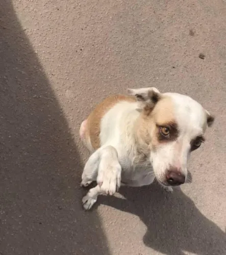 cachorro doacao