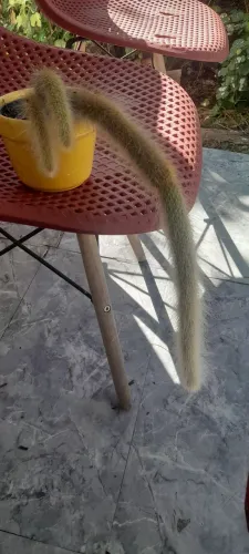 Rabo de macaco ( Planta)