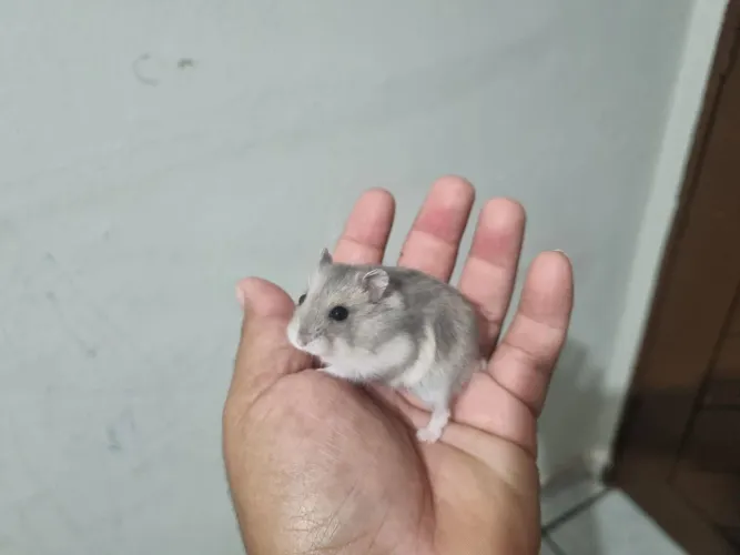 Hamster Anão Russo