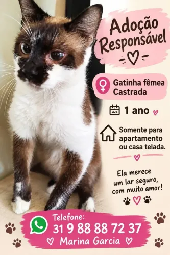 Gata fêmea castrada
