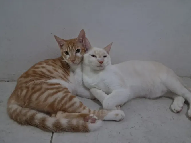 Gatos jovens com menos de 1 ano, verificados para adoção