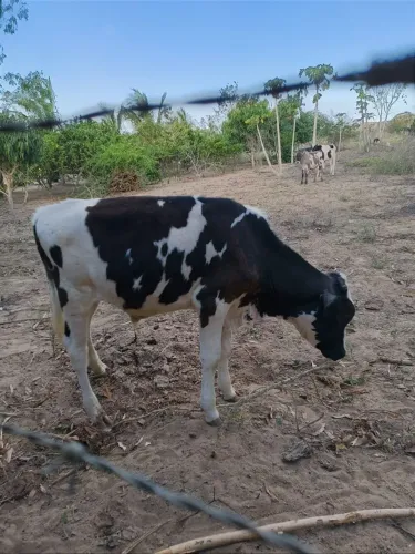BEZERROS GIROLANDO LEITEIROS À VENDA