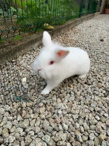 Mini coelho