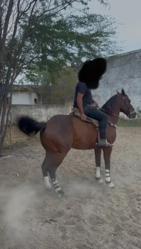 Cavalo vaquejada de esquerda quarto de milha