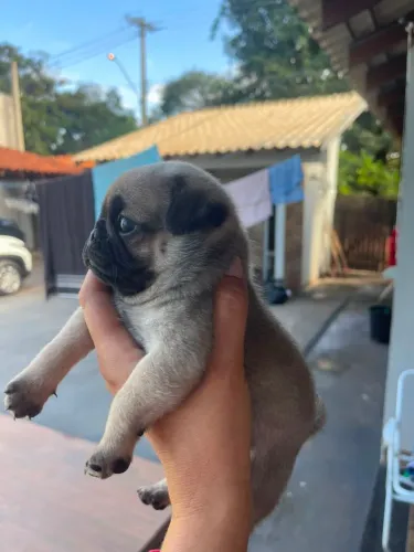 Filhote disponível.