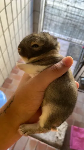 Vendo coelho