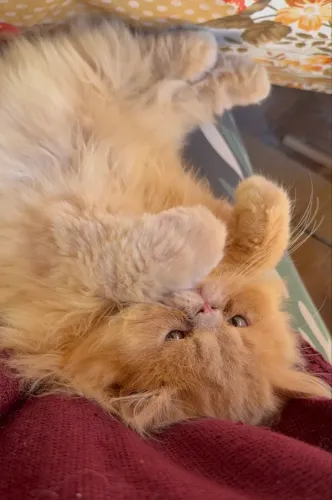 Lindo Gatinho Persa Cream Machinho