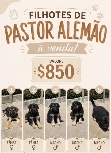 Filhote cachorro pastor alemão. Raça pura. Excelente ninhada.