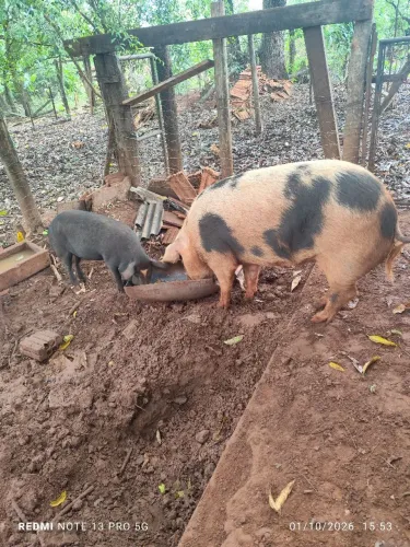Vendo Porca Caipira