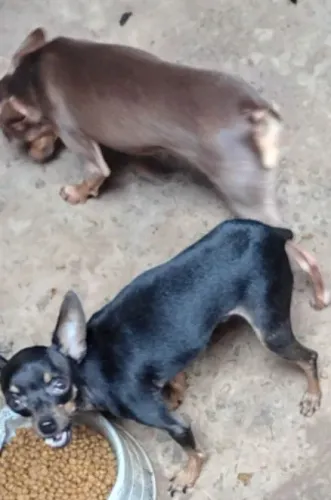 Procura se um Pincher macho cor chocolate para cuza