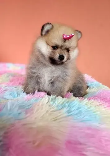 Lulu da pomerania anã fêmea ursinha laranja com pedigree