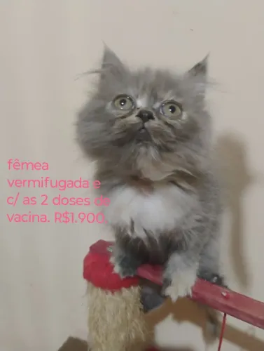 Persas filhotes vacinados.