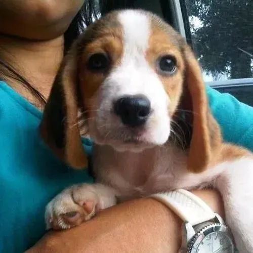 Beagle Cachorrinho esperando por uma família especial