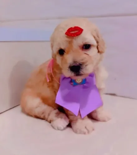 Poodle