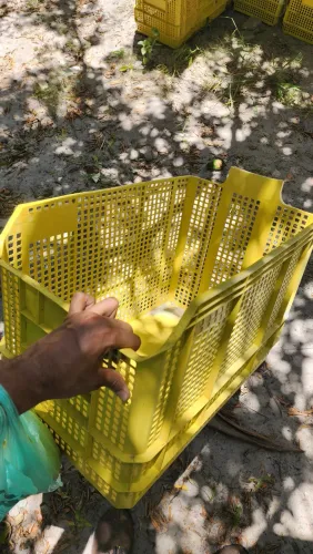 Ecoboxes linha BIN