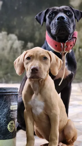 Filhote Fêmea Pit bull ADBA