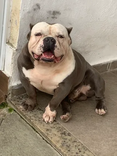 American bully