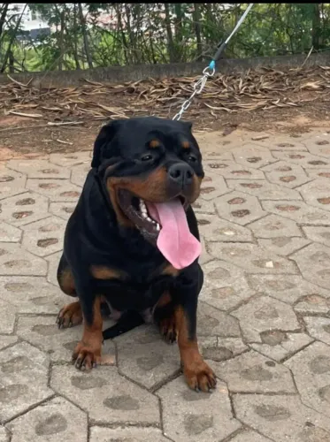 Cadela Rottweiler