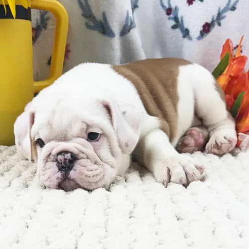 Filhotes de BullDog Inglês super carinhoso 