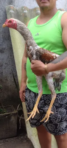 Índio gigante mestiço