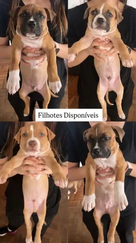 Filhotes de Pitbull