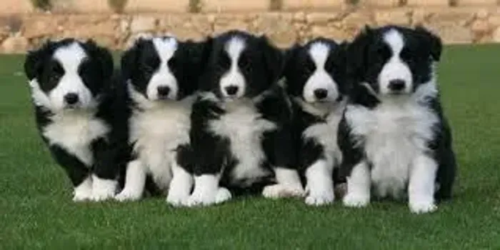 border collie com garantia de saude - 55 dias