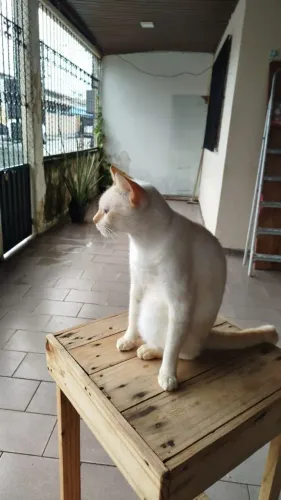 Doa-se um gato macho