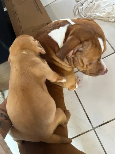 American bully pitbull
