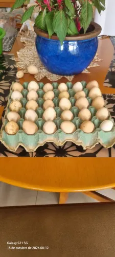 Ovos galados de angolas carijós, cinzas e brancas, criadas soltas no pasto, 5,00 cada ovo.